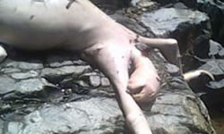 La criatura de Panamá podría ser un perezoso