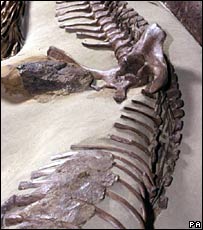 Huesos de dinosaurio